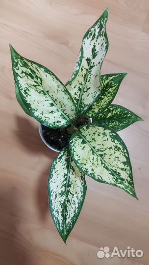 Аглаши и др