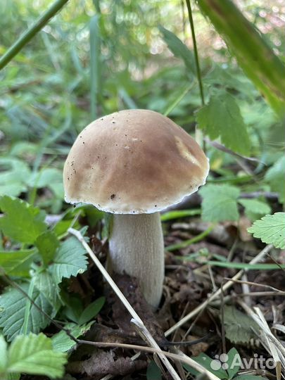 Грибы белые и подосиновики, подберезовики крепкие