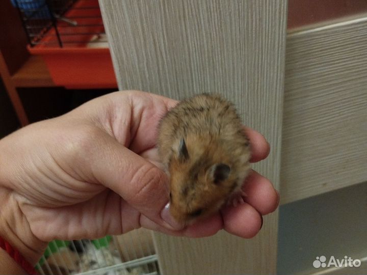 Сирийские хомячки