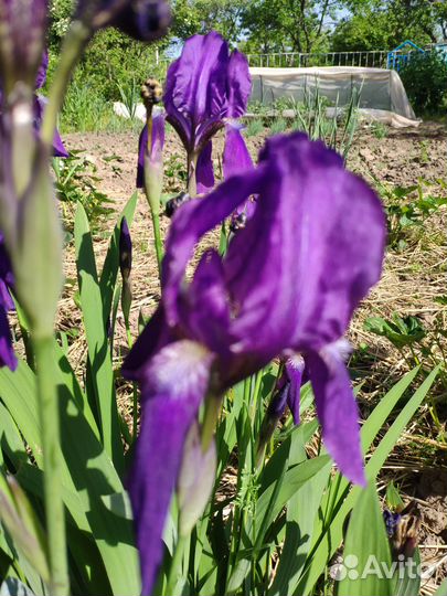 Ирисы цветы многолетние сортовые