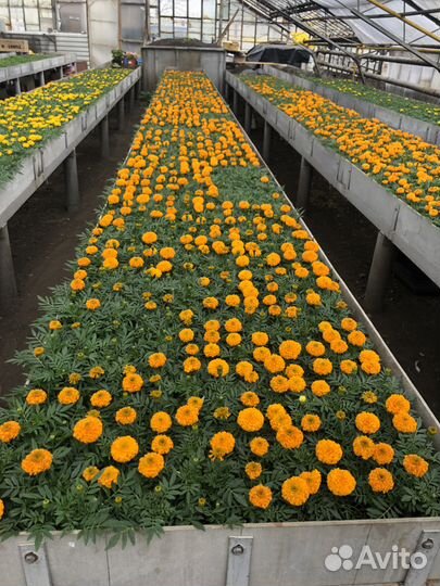 Рассада цветов и овощей, оптом и в розницу