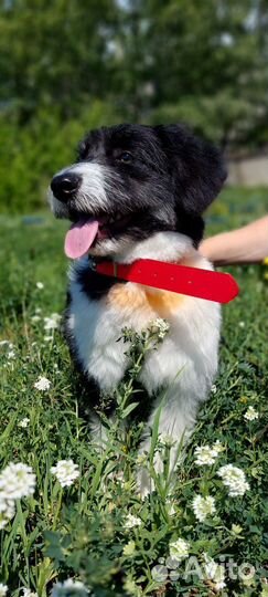 Собака улыбака Умка