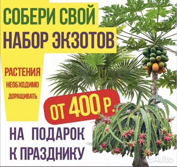 Подарочный набор из редких растений