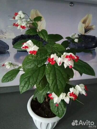 Клеродендрум томпсон