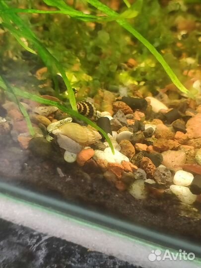 Улитки хилена