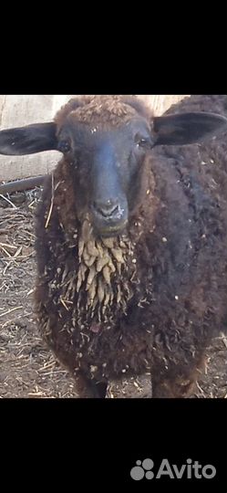 Ягнята баранчики