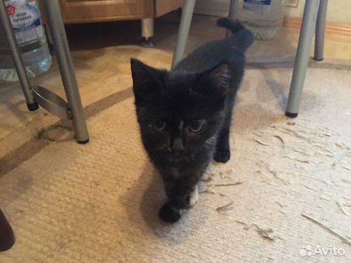 Отдам бесплатно в добрые руки кошку