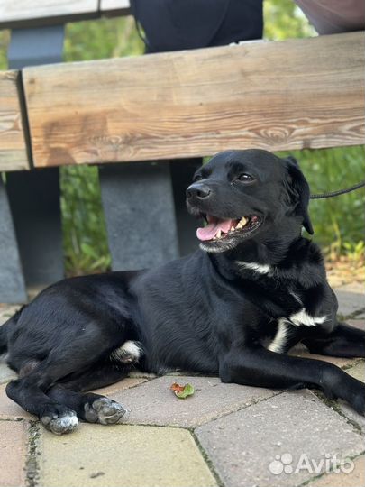 Собака в добрые руки