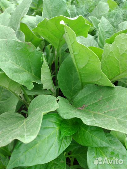 Рассада помидор, перца, капусты, базилика