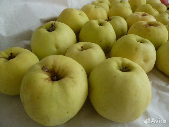 Саженцы ель голубая