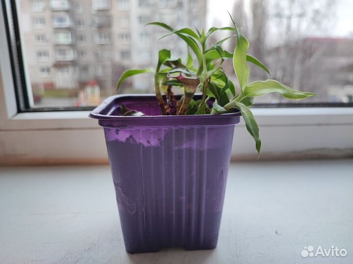 Каллизия душистая или золотой ус