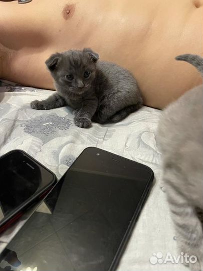 Вязка кота