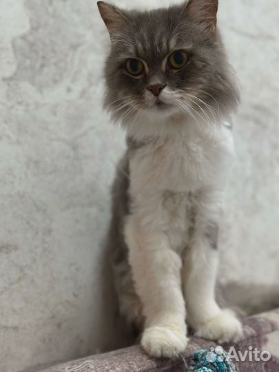 Котик Тихон