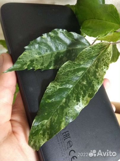 Гибискус Купера (пестролистный) побег