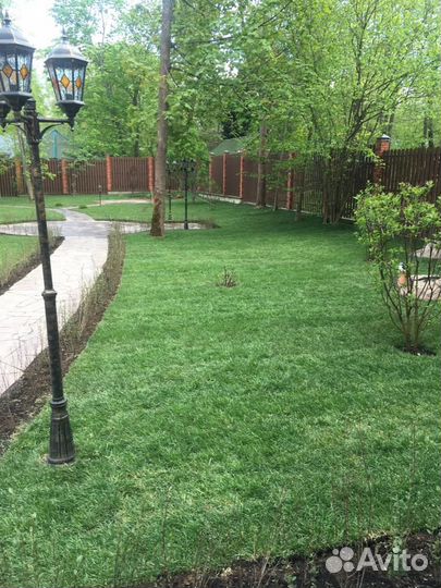 Рулонный газон стандарт