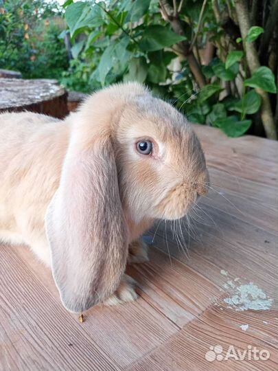 Навоз кроличий