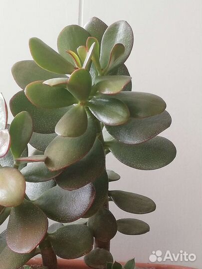 Большие суккуленты