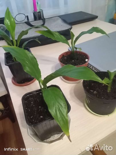 Спатифиллум (женское счастье)