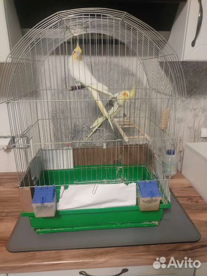 Карелла -Какаду