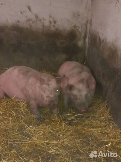 Чистокровный хрячок породы дюрок