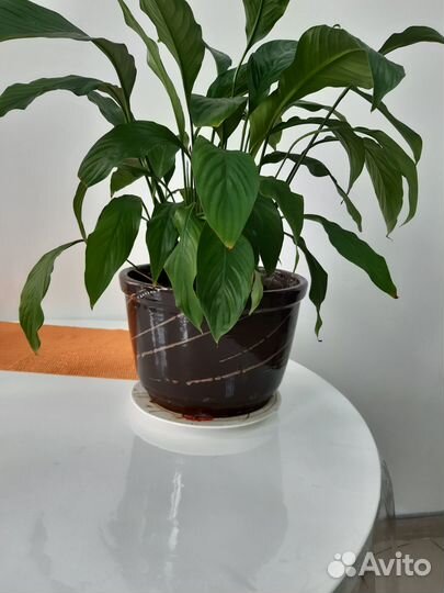 Комнатные растения