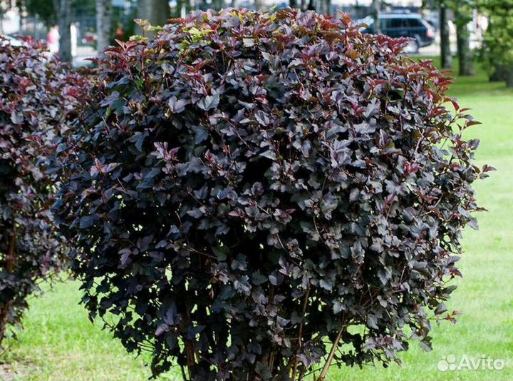 Пузыреплодник Диабло