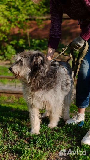 Спокойная Пеппи в добрые руки