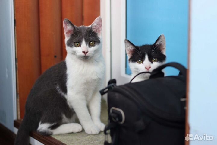 Котенок мальчик