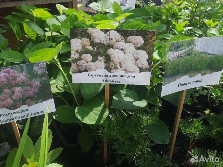 Гортензия Аннабель древовидная