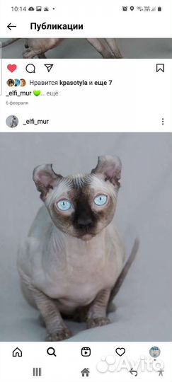 Канадский сфинкс эльф вязка