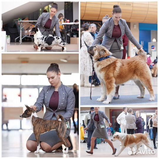 Хендлер, кинолог, показ собак на выставках