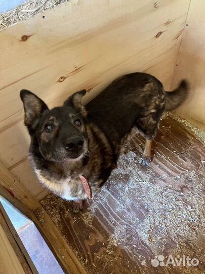 Собака в добрые руки отдам бесплатно