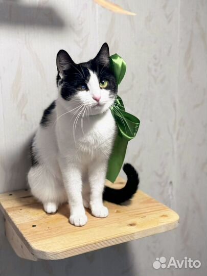 Очень милая кошечка Джулия