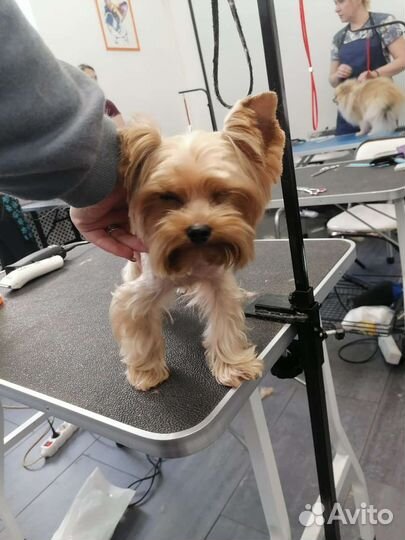 Груминг собак с выездом на дом