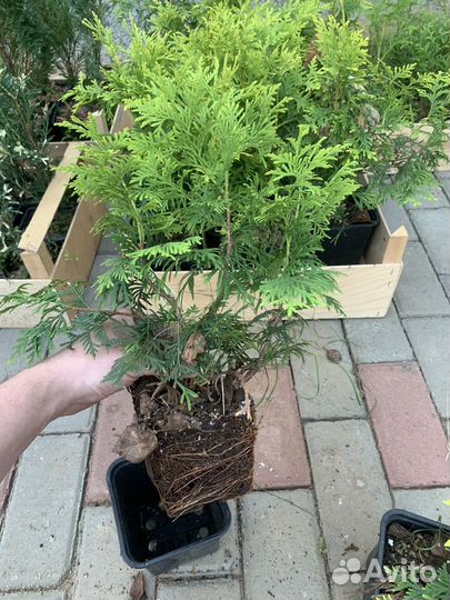 Туи смарагд, колумна