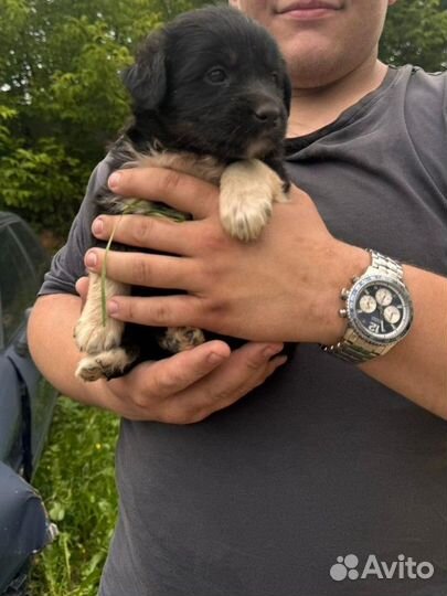 Малышки в беде