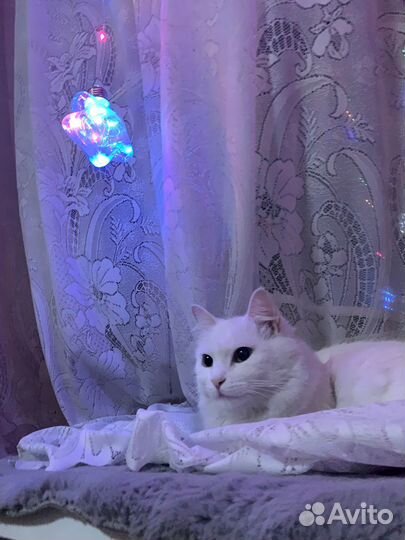 Отдам бесплатно