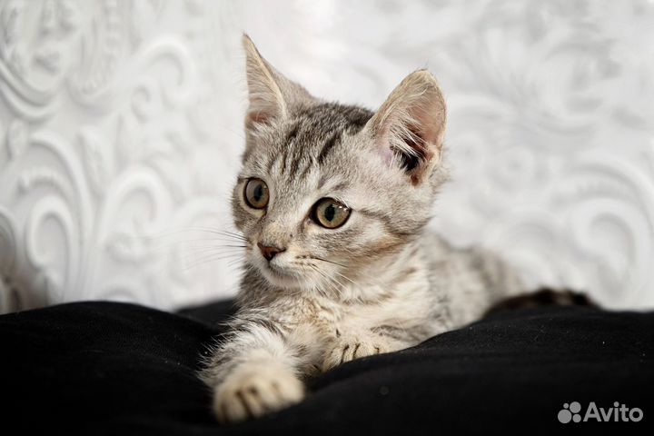 Котёночек 1,5 месяца ждёт своих родителей