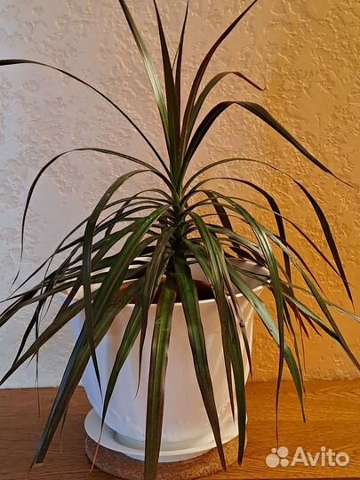 Драцены 2 сорта, фикус Голден Кинг