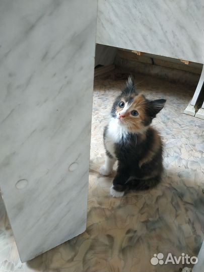 Трехшерстный котенок