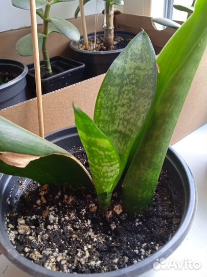 Сансевьерия