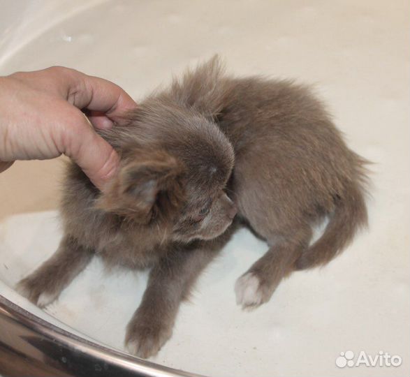 Чихуахуа Лиловая Ми-Ми