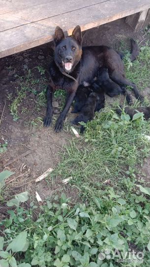 Щенки немецкой овчарки