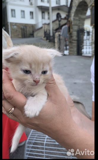 Котенок Персик