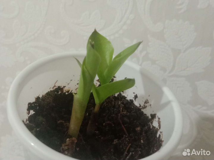 Замиокулькас