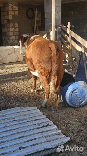 Корова гирифорд