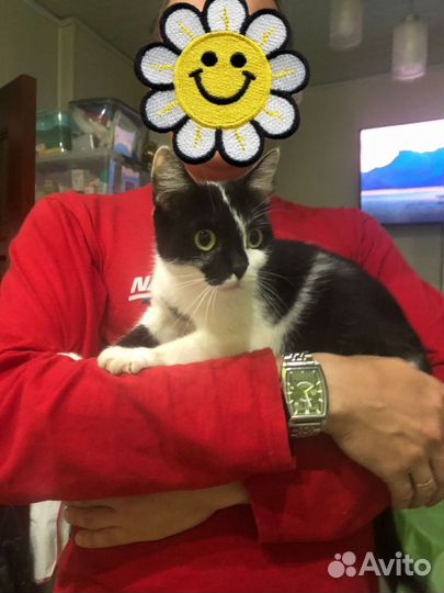 Котенок в добрые руки