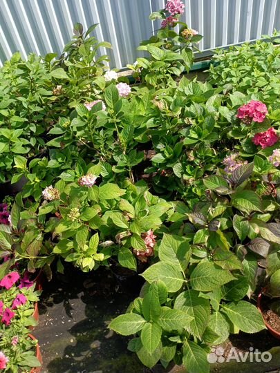 Гортензия крупнолистная