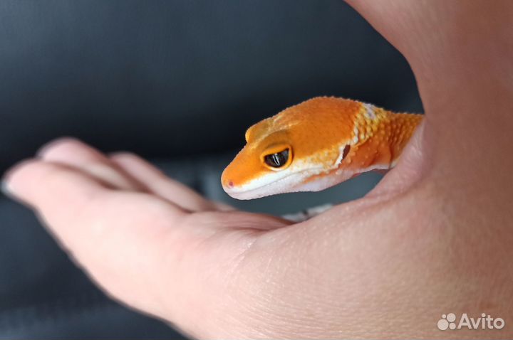 Эублефар blood