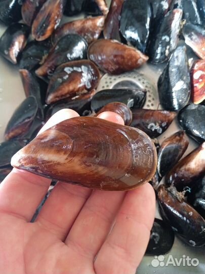 Устрицы,рапаны,мидии(живые море продукты)